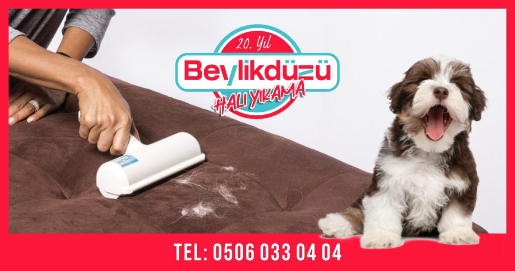 Koltuktan Evcil Hayvan Lekesi Çıkarma